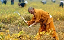 Các nhà sư Thiếu Lâm Tự làm nông