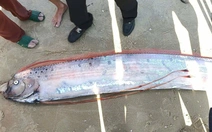 Cá rồng biển hiếm gặp trôi dạt vào biển La Gi được ngư dân chôn cất