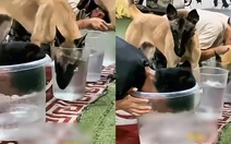 Chú chó cay cú khi bị sen cho ăn cú lừa