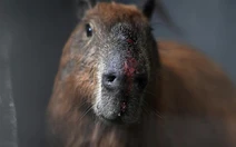 Brazil bắt 8 người vì hành hung dã man một con chuột lang nước