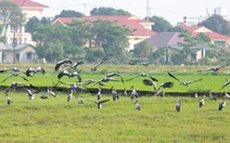 Ngắm đàn cò nhạn quý hiếm trong sách đỏ thong thả nghỉ ngơi, bay lượn giữa đồng