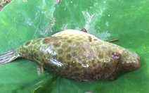 Lại có nhiều người ngộ độc do ăn cá nóc ở Cần Thơ