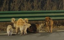 Sự thật phía sau video 'bầy chó trốn kẻ trộm trên cao tốc' đang viral