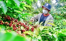 Định nghĩa lại cà phê Robusta Việt Nam, chuyển từ bán sản lượng sang bán giá trị