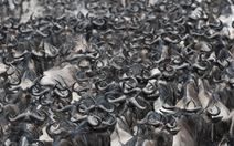 Những cuộc di cư ngoạn mục và khắc nghiệt nhất hành tinh