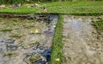 Công an điều tra vụ dầu nhớt tràn ruộng lúa bên cao tốc Chí Thạnh - Vân Phong