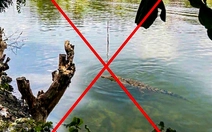 Tạo hình cá sấu trên sông bằng AI để 'hù' em gái, công an xã phải vào cuộc