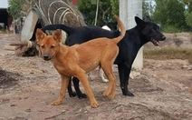 4 người chết vì bệnh dại trong 3 tháng đầu năm, Tây Ninh tiêm phòng đợt chính hơn 135.000 liều