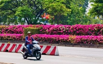 Hoa giấy vào mùa rực nở trên hàng chục km phố phường TP.HCM