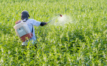 Nghiên cứu chấn động: Thuốc diệt nấm có thể tàn phá sức khỏe 20 thế hệ