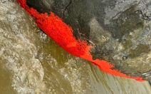 Độc lạ tảng đá nổi màu đỏ rực giống 'nở hoa' ở Đà Nẵng