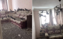 Quên đóng cửa sổ 3 năm, căn hộ biến thành... tổ chim bồ câu