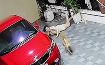 Cô gái ngã sấp mặt vì trêu chó