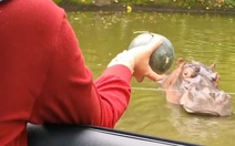 Hà mã bực bội vì tưởng bị cô gái trêu chọc