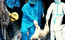 300 tấn heo bệnh vào trường học: Ăn thịt nhiễm dịch tả heo châu Phi gây hại thế nào?