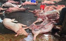 Cách cán bộ kiểm dịch vòi tiền, 'mở cửa' cho 3.600 con heo bệnh vào chợ, bếp ăn trường học