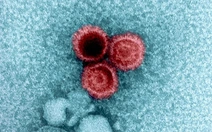 Hé lộ bí mật vi rút ‘ngủ đông’ cả đời trong cơ thể người mà không phát bệnh