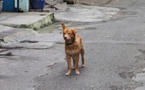 Tây Ninh ghi nhận người thứ 7 chết nghi do bệnh dại, còn 85% chó mèo chưa tiêm phòng