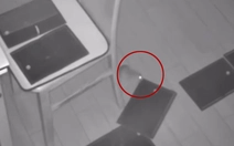 Đặt bẫy keo khắp nhà vẫn không bắt được con chuột tinh quái