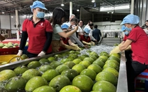 Vĩnh Long chính thức xuất khẩu lô bưởi đầu tiên sang Úc