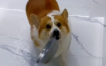 Chó cưng cay cú khi bị cô chủ lừa