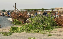 Di dời, đốn hạ cây xanh khu vực Trường Chinh - Phạm Văn Bạch để làm metro số 2