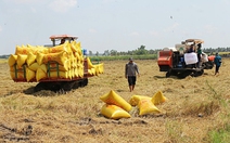 Gạo Việt đang 'bỏ rơi' thị trường thuế suất 0%?