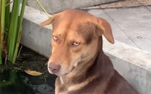 Chú chó 'khó chịu' khi bị cô chủ làm phiền