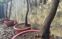 Thanh Hóa đưa cây muội hồng tang vật về rừng chăm sóc