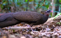 5 phút 'nín thở' chụp trĩ sao - loài chim quý hiếm bậc nhất Việt Nam