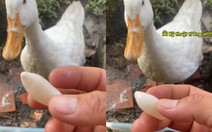 Cậu chủ bất lực với quả trứng vịt độc lạ