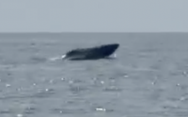 Cá voi bơi lội tung tăng ở biển Mũi Né