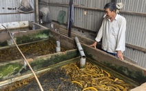 Giá lươn lao dốc, nông dân Miền Tây 'đau đầu' vì bán thì lỗ nặng giữ lại càng lỗ hơn