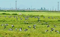 Xuất hiện đàn chim trời với hàng trăm con trên cánh đồng ở Hà Tĩnh