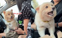 Chú chó nổi đóa vì 'ghen'