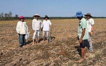 Khoảng 70% rơm phân hủy chỉ trong một tuần phun chế phẩm sinh học