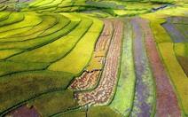 Sở hữu 'tứ trấn gạo ngon', Lai Châu làm gì để hút đầu tư, mở đường xuất khẩu?