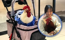 Trung Quốc rộ mốt nuôi gà làm thú cưng, cưng chiều như em bé