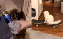 Những chú mèo thông minh
