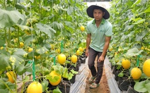 TP.HCM tổ chức cuộc thi đổi mới sáng tạo nông nghiệp, hỗ trợ tới 400 triệu đồng