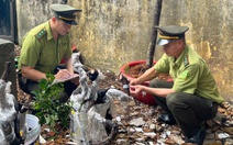 Muội hồng là cây gì mà bỗng gây 'sốt’, cơ quan chức năng phải vào cuộc?