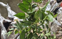 Cây muội hồng bị thổi giá, Cục Lâm nghiệp và Kiểm lâm chỉ đạo ngăn chặn mua bán trái phép