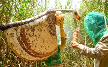Cà Mau phê duyệt phát triển du lịch sinh thái U Minh Hạ hơn 1.300ha