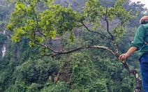 Muội hồng và những cơn sốt lặp lại