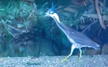 Loài chim cực hiếm 'mất tích' hơn thập kỷ bất ngờ tái xuất ở Ba Bể