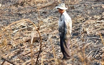 Nắng nóng, đồng mía cháy liên tiếp, nông dân thiệt hại nặng