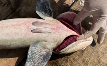 60 tấn cá bớp nuôi ở vùng biển Lý Sơn chết hàng loạt