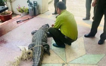 Cá sấu nặng 50kg lạc vào kênh tưới tiêu nội đồng