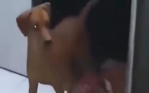 Chú chó ngơ ngác khi thấy ông chủ chịu đòn thay mình