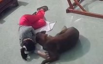 Chú chó cưng phản ứng cực đáng yêu khi thấy cô chủ xỉu